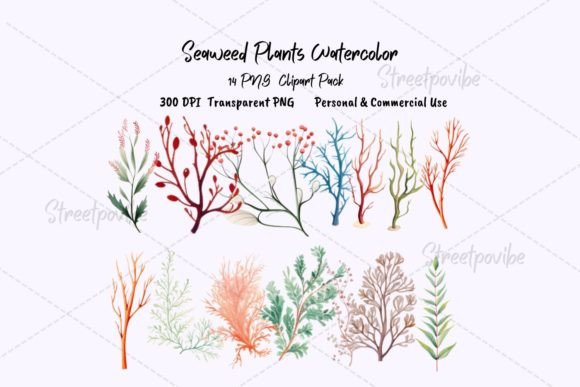 Seaweeds Plant Watercolor Clipart for Creative Projects